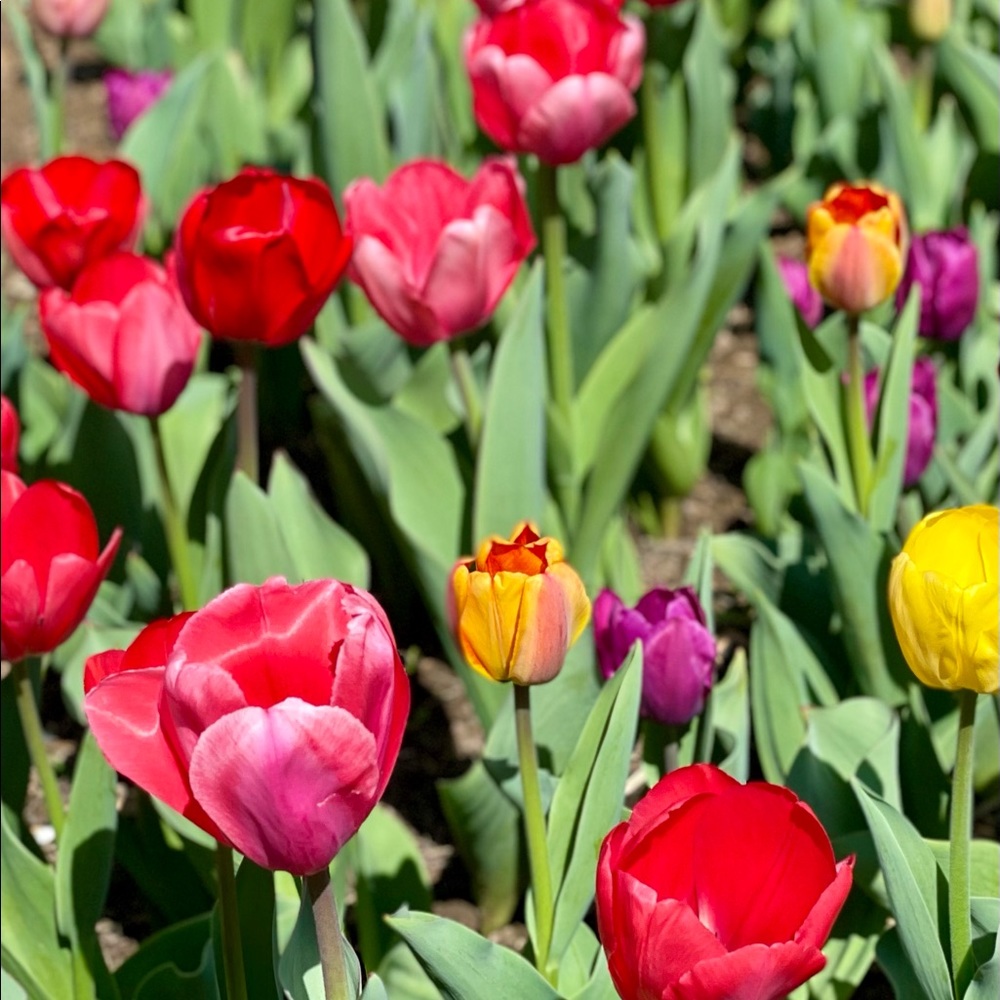 Meet your Posher, Jillian